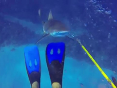 Shark-Attack-3-13-2014