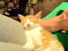 Sleepiest-kitten-ever