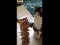 Jenga-Cat.mp4_000072033