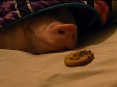 Sleeping-Pig-Wakes-Up-for-a