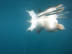 GoPro_-Polar-Bears---The-Qu