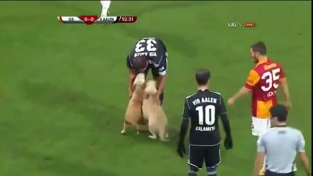 Puppies Interrupt Turkish Soccer Match Between Galatasaray and Aalen.mp4_000023760