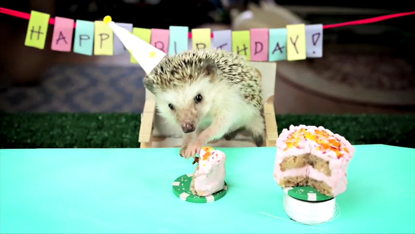 Tiny Birthday For A Tiny Hedgehog.mp4_000027627