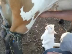 Cat-drink-milk-straight-fro