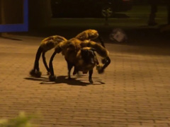 Mutant-Giant-Spider-Dog-(SA