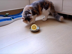 レモンと戦う--Lemon-Fighter