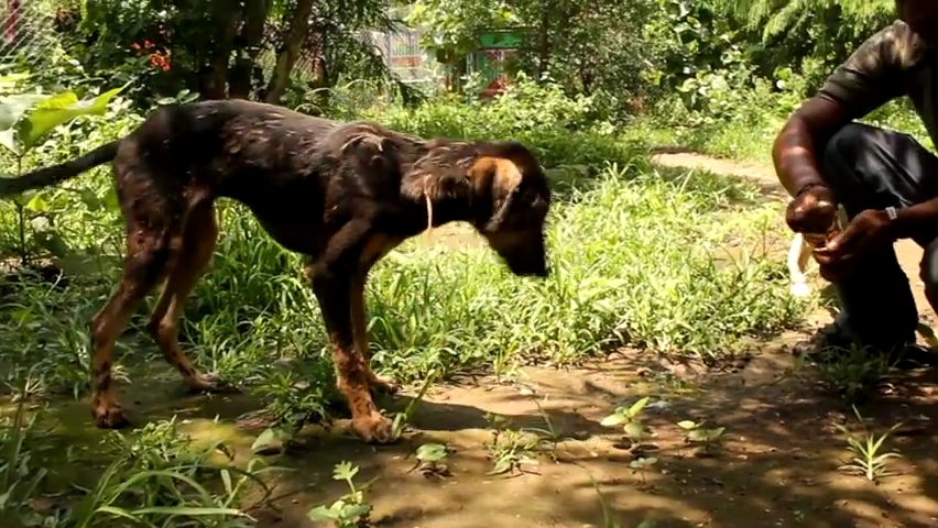 Covered in tar _ unable to move_ this amazing rescue saved this dog's life!.mp4_000114147