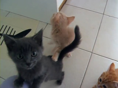 Noisy-kittens-waiting-for-d