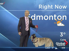 Weatherman-vs-Dog-News-Bloo