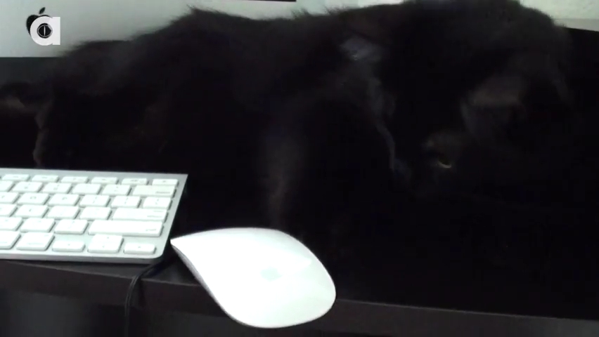 What it's like to Work with Cats!.mp4_000035335