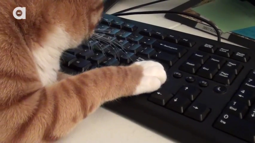 What it's like to Work with Cats!.mp4_000071438