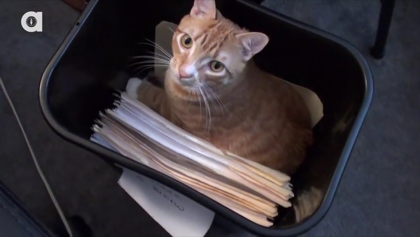 What it's like to Work with Cats!.mp4_000133233