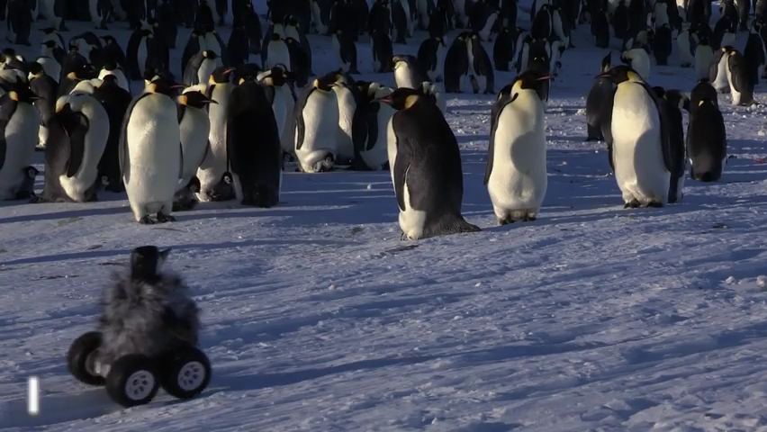 Cleverly Disguised Baby Penguin Robot Interacts With Emperor Penguin Colony.mp4_000001000