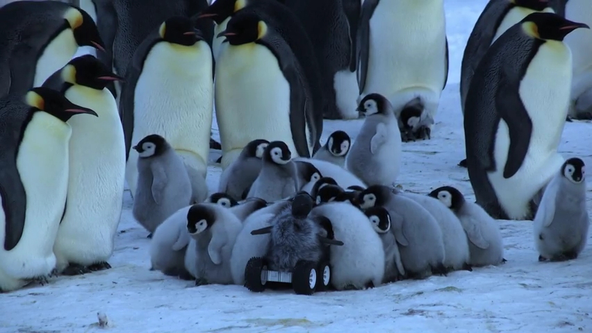 Cleverly Disguised Baby Penguin Robot Interacts With Emperor Penguin Colony.mp4_000015760