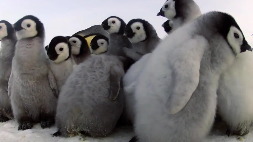 Cleverly Disguised Baby Penguin Robot Interacts With Emperor Penguin Colony.mp4_000026200