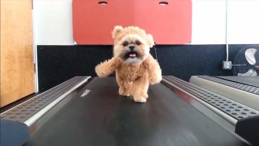 Munchkin the Teddy Bear gets her exercise.mp4_000014447