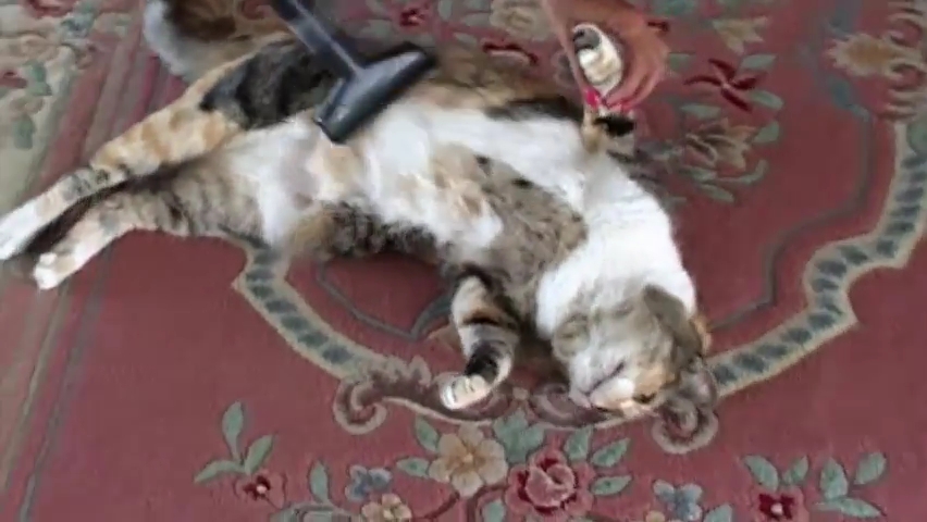 Pets Discovering The Joy Of Vacuums.mp4_000014280