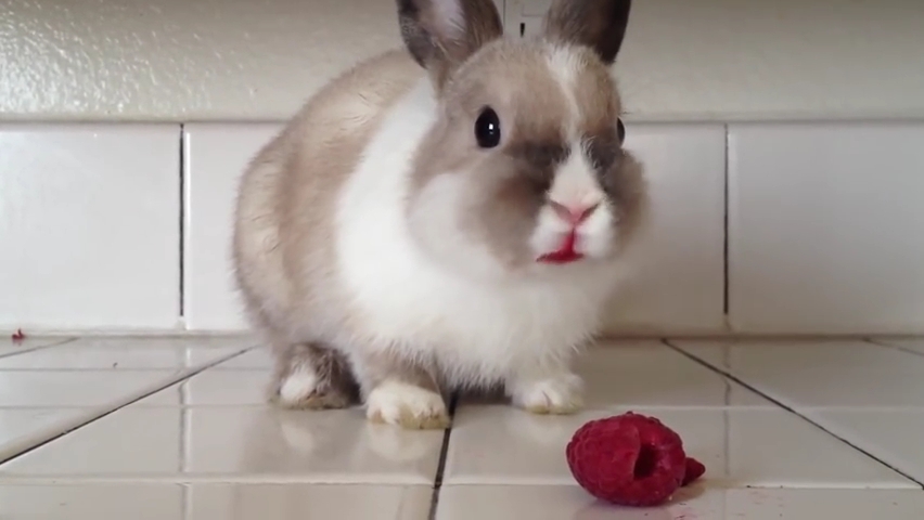 Bunny Eating Raspberries!.mp4_000009566