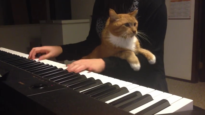 Cat Piano.mp4_000045833