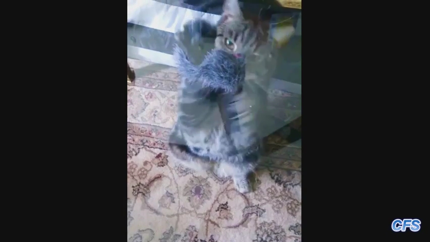 _Cats Confused by Glass Tables Compilation_ __ CFS.mp4_000035333