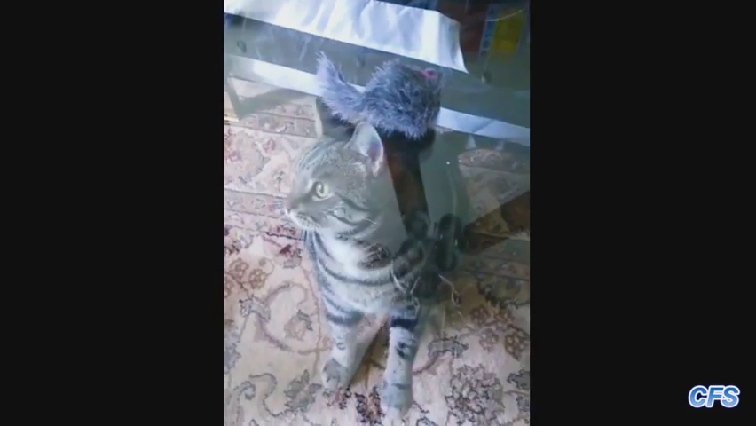 _Cats Confused by Glass Tables Compilation_ __ CFS.mp4_000041291