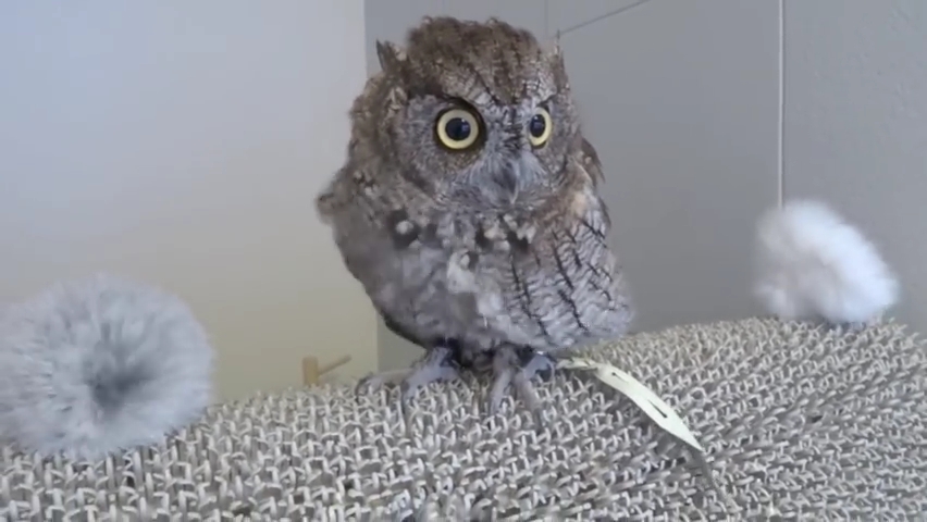 Screech Owl having a bath and then being dried.  _ フクロウのクウちゃん、水浴びから乾燥まで.mp4_000109709