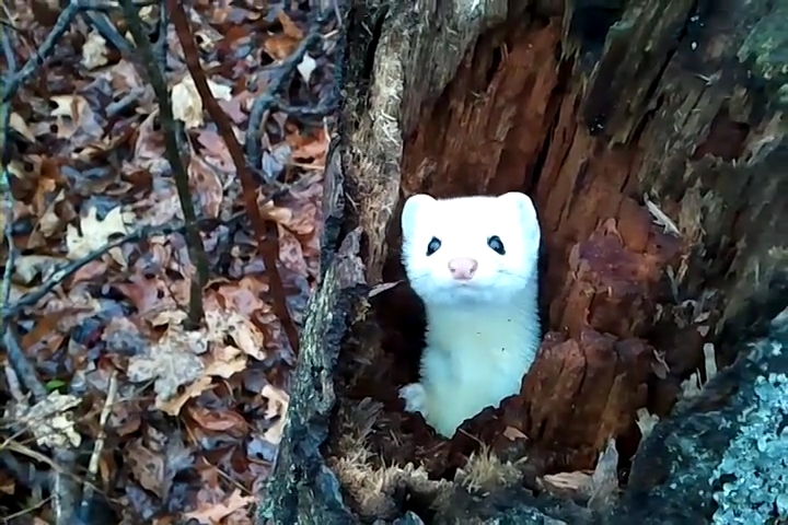 Ermine in a Tree.mp4_000017266