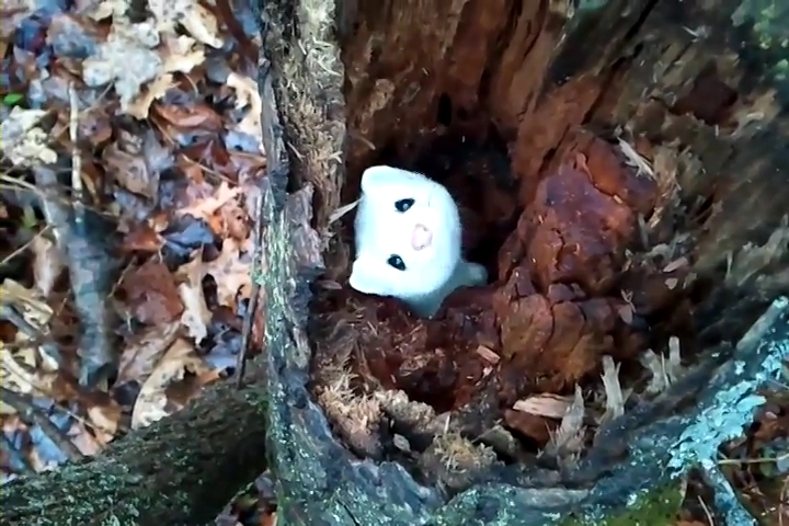 Ermine in a Tree.mp4_000043033