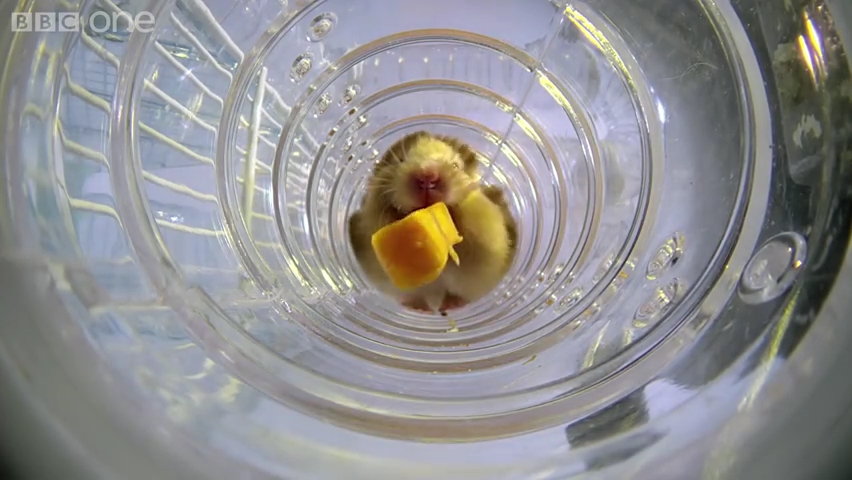 Inside a hamster's cheeks - Pets - Wild at Heart_ Episode 1 Preview - BBC One.mp4_000099840