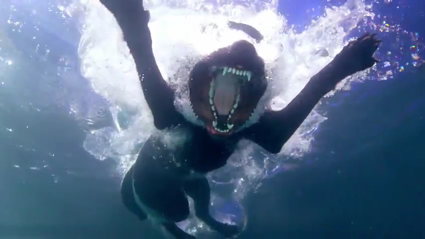 Underwater Diving Dogs.mp4_000095000