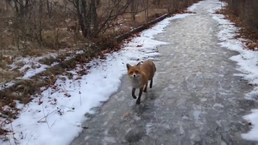 Walk along the Pripyat with fox_Прогулка по Припяти с лисом.mp4_000006966
