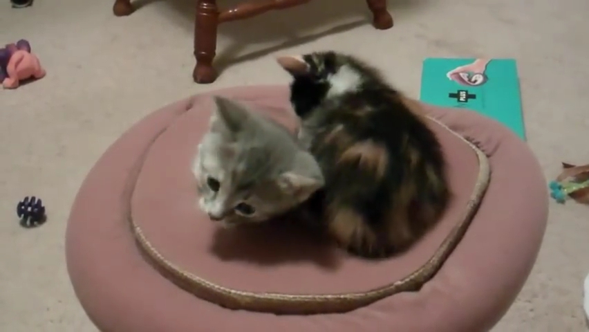 ★★MUST WATCH★Real kitty WHACK-A-MOLE!★Cutest kitten video ever! Ok cat videos for children.mp4_000013700