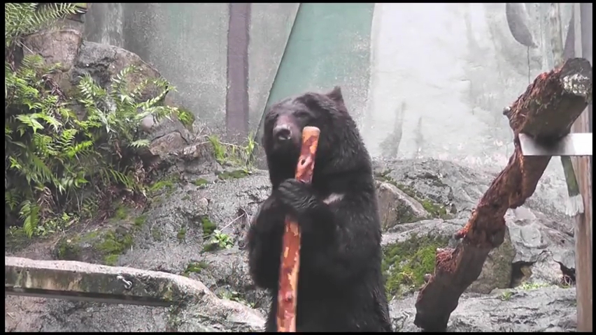 安佐動物園，熊の棒まわし  Bear twirling stick.mp4_000037704